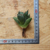 【ベアルート】DRAGON AGAVE 胖鯨 EC2766
