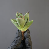 【ベアルート】DRAGON AGAVE 胖鯨 EC2766