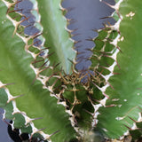 E.ムランジーナ（実生）136