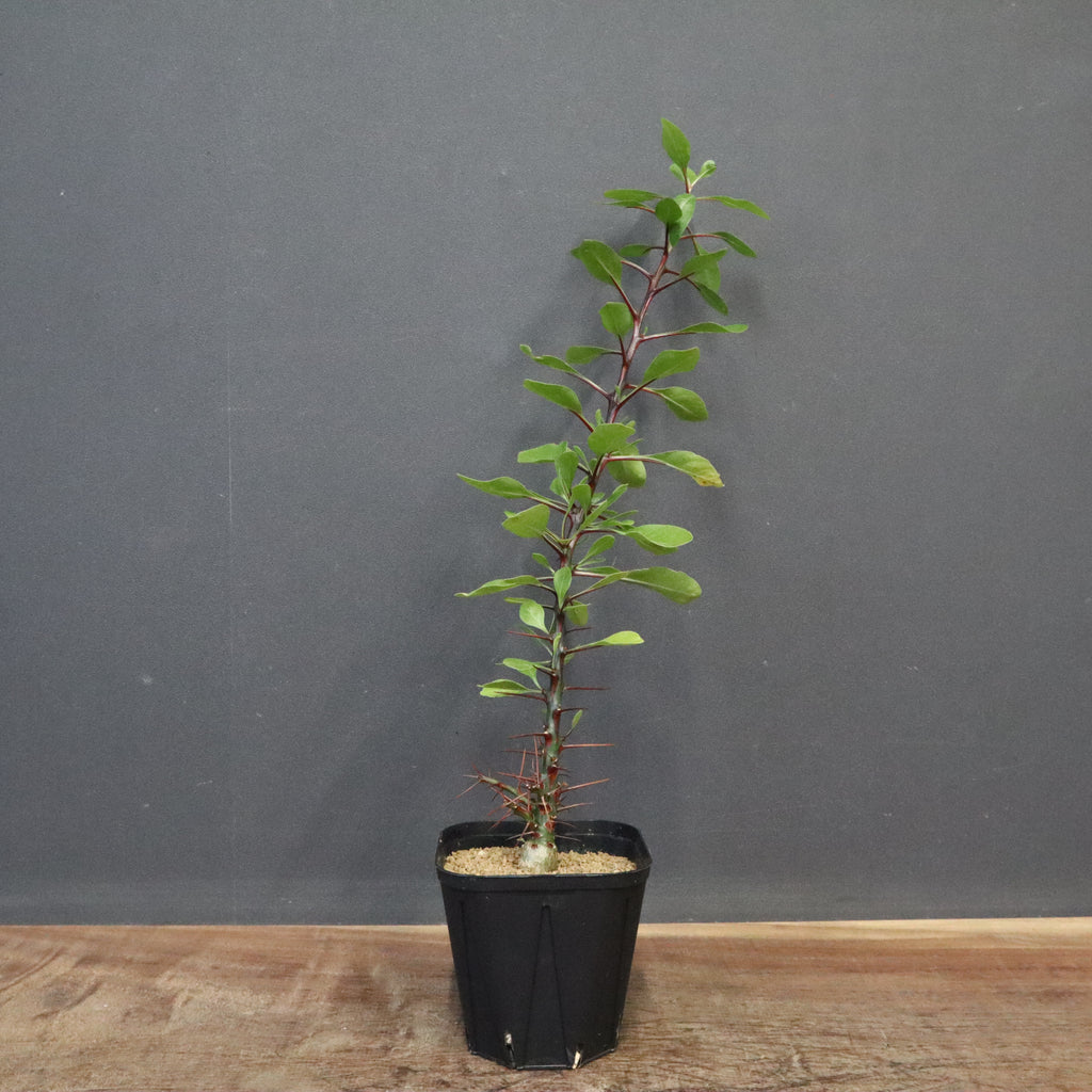 F.ファシクラータ（実生） 122 – TaiShoDo ONLINE SHOP