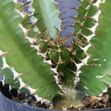 E.ムランジーナ（実生）136