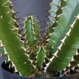 E.ムランジーナ（実生）136