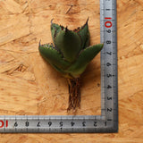 【ベアルート】DRAGON AGAVE 胖鯨 EC2767