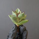 【ベアルート】DRAGON AGAVE 胖鯨 EC2767