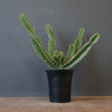 E.ムランジーナ（実生）153