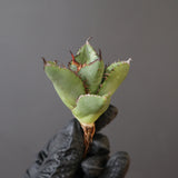 【ベアルート】DRAGON AGAVE 胖鯨 EC2767
