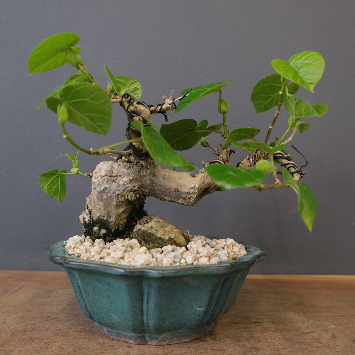 新商品 – TaiShoDo ONLINE SHOP