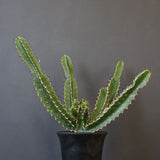 E.ムランジーナ（実生）153