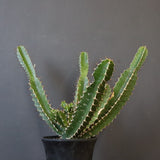 E.ムランジーナ（実生）153