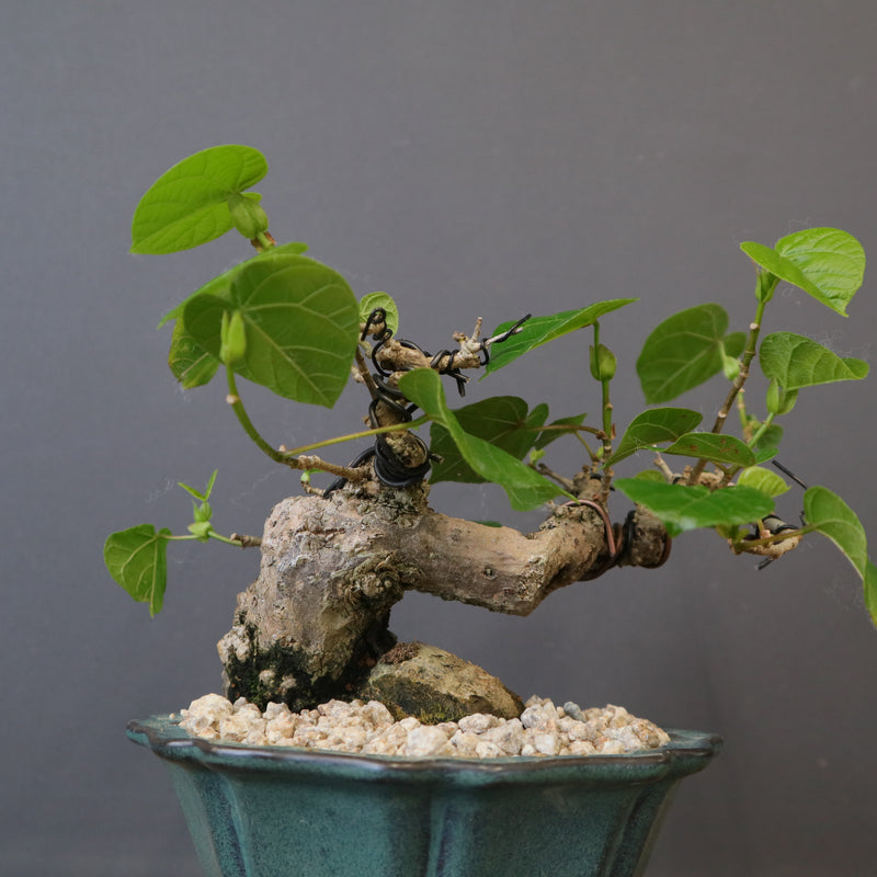 オオハマボウ EC1769 – TaiShoDo ONLINE SHOP