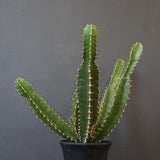 E.ムランジーナ（実生）153