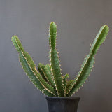 E.ムランジーナ（実生）153