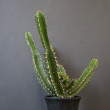 E.ムランジーナ（実生）153