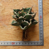 【ベアルート】DRAGON AGAVE 精品Dennis018 EC2784