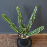 E.ムランジーナ（実生）153