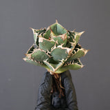 【ベアルート】DRAGON AGAVE 精品Dennis018 EC2784