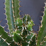 E.ムランジーナ（実生）153