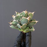 【ベアルート】DRAGON AGAVE 精品Dennis018 EC2784