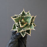 【ベアルート】DRAGON AGAVE 精品Dennis018 EC2784
