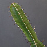 E.ムランジーナ（実生）153