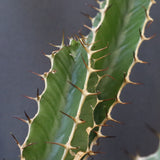 E.ムランジーナ（実生）153