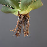 【ベアルート】DRAGON AGAVE 精品Dennis018 EC2784