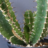 E.ムランジーナ（実生）153