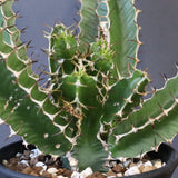 E.ムランジーナ（実生）153