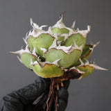 【ベアルート】DRAGON AGAVE 精品 黒帝斯 EC2769