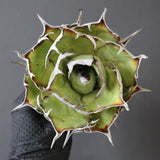 【ベアルート】DRAGON AGAVE 精品 黒帝斯 EC2769