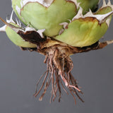 【ベアルート】DRAGON AGAVE 精品 黒帝斯 EC2769