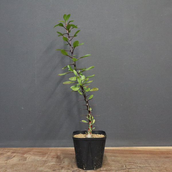 ファシクラータ　実生 F.ファシクラータ（実生） 128 – TaiShoDo ONLINE SHOP