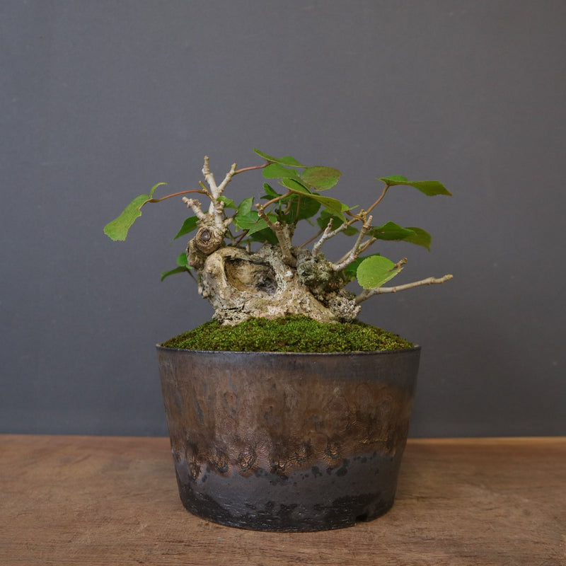 オオハマボウ EC1768 – TaiShoDo ONLINE SHOP