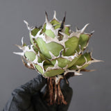 【ベアルート】DRAGON AGAVE 精品 黒帝斯 EC2771
