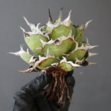 【ベアルート】DRAGON AGAVE 精品 黒帝斯 EC2771