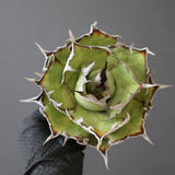 【ベアルート】DRAGON AGAVE 精品 黒帝斯 EC2771