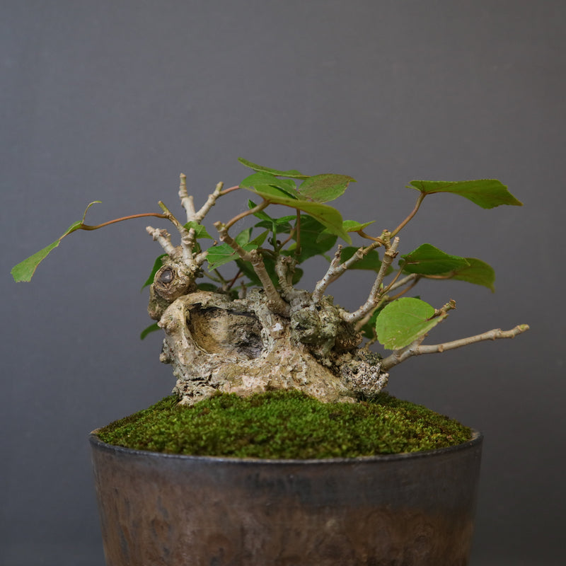 オオハマボウ EC1768 – TaiShoDo ONLINE SHOP