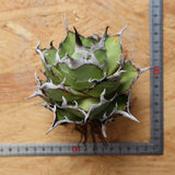 【ベアルート】DRAGON AGAVE 精品 黒帝斯 EC2771
