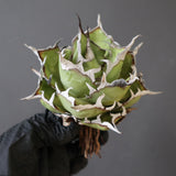 【ベアルート】DRAGON AGAVE 精品 黒帝斯 EC2772