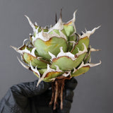 【ベアルート】DRAGON AGAVE 精品 黒帝斯 EC2772