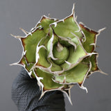 【ベアルート】DRAGON AGAVE 精品 黒帝斯 EC2772