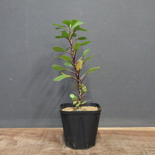 ファシクラータ　実生 Fouquieria fasciculata【フォークイエリア・ファシクラータ