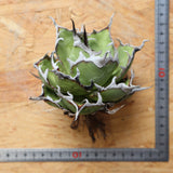 【ベアルート】DRAGON AGAVE 精品 黒帝斯 EC2772