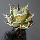 【ベアルート】DRAGON AGAVE 精品 黒帝斯 EC2773
