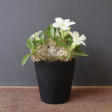 P.エブレネウム EC2314