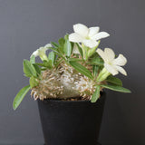 P.エブレネウム EC2314