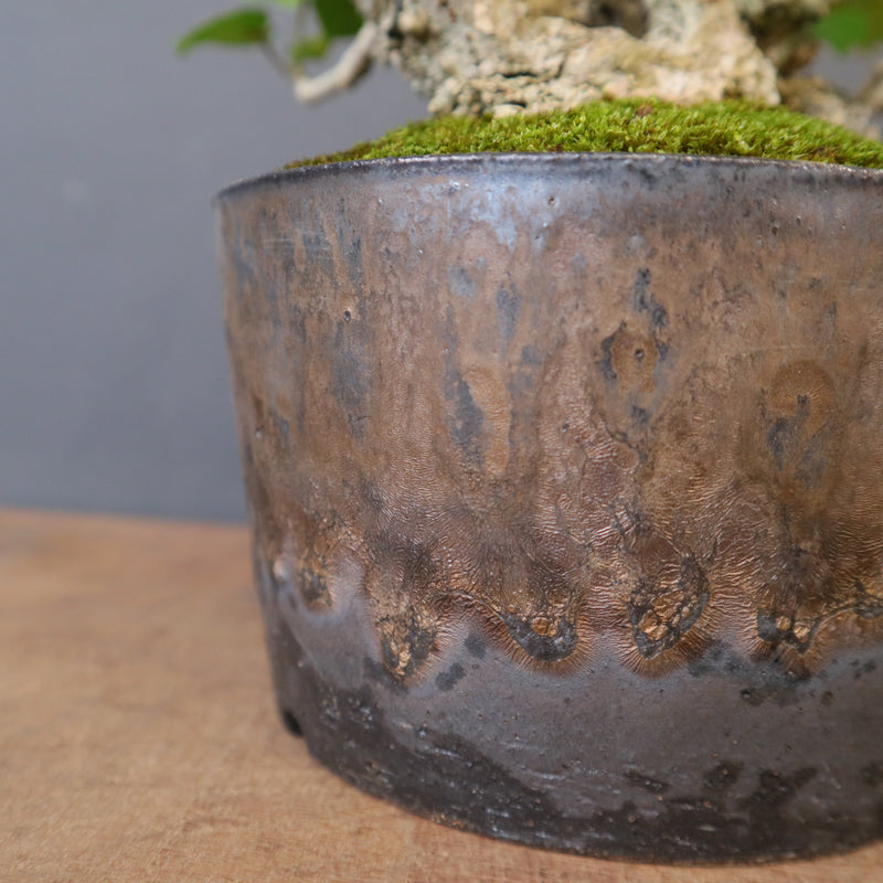 オオハマボウ EC1768 – TaiShoDo ONLINE SHOP