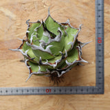 【ベアルート】DRAGON AGAVE 精品 黒帝斯 EC2773