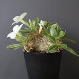 P.エブレネウム EC2314