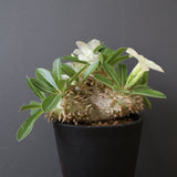 P.エブレネウム EC2314